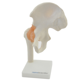 HEINE SCIENTIFIC Anatomisch model heup gewricht met ligamenten