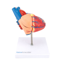 HEINE SCIENTIFIC Anatomisch model hart