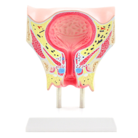 HEINE SCIENTIFIC Anatomisch model vrouwelijke urineblaas