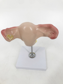 Anatomisch model Uterus / Baarmoeder