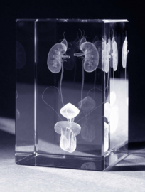 Educatieve 3D glas modellen