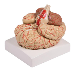 Anatomisch model van de Hersenen met aders (9 delig)