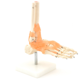 HEINE SCIENTIFIC Anatomisch model voet skelet met ligamenten