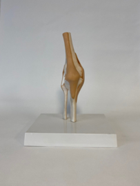 Anatomisch model Knie gewricht