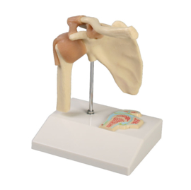 Anatomisch model Schouder gewricht met dwarsdoorsnede