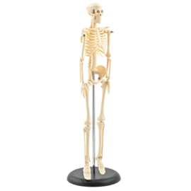HEINE SCIENTIFIC Miniatuur skelet voor op uw bureau