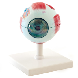HEINE SCIENTIFIC Anatomisch model oog (6 delig)