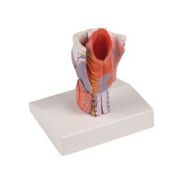 Anatomisch model Strottenhoofd (larynx)