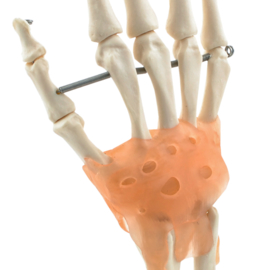 HEINE SCIENTIFIC Anatomisch model hand skelet met ligamenten