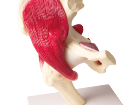 Anatomisch model Heupgewricht met spierweefsel