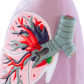 HEINE SCIENTIFIC Anatomisch model long