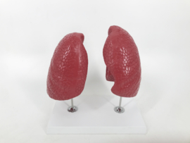 Anatomisch model Longen (2 delig)