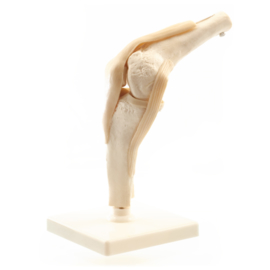 HEINE SCIENTIFIC Anatomisch model knie met ligamenten