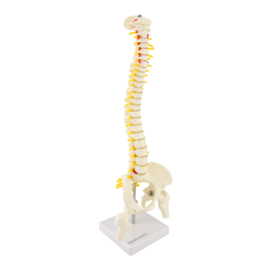 HEINE SCIENTIFIC Anatomisch model wervelkolom / vertebrae