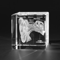 Educatieve 3D glas modellen