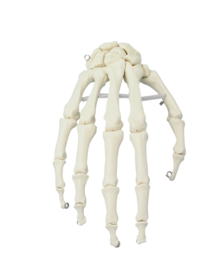 Anatomisch model Hand skelet