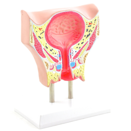 HEINE SCIENTIFIC Anatomisch model vrouwelijke urineblaas