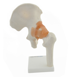 HEINE SCIENTIFIC Anatomisch model heup gewricht met ligamenten