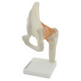 HEINE SCIENTIFIC Anatomisch model heup gewricht met ligamenten