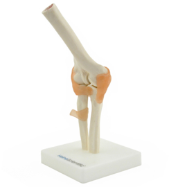 HEINE SCIENTIFIC Anatomisch model elleboog gewricht met ligamenten