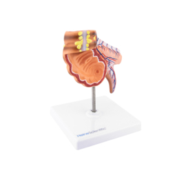 HEINE SCIENTIFIC Anatomisch model appendix en blinde darm