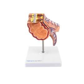 HEINE SCIENTIFIC Anatomisch model appendix en blinde darm