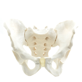 HEINE SCIENTIFIC Anatomisch model mannelijk bekken skelet