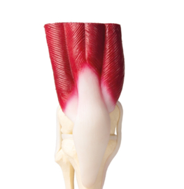Anatomisch model Kniegewricht met spierweefsel