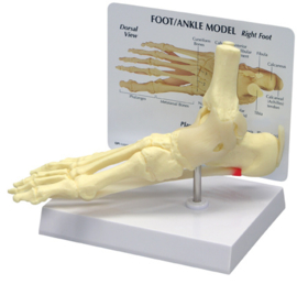 Anatomisch model Voet / enkel