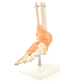 HEINE SCIENTIFIC Anatomisch model voet skelet met ligamenten