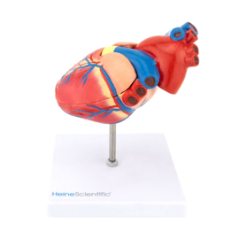 HEINE SCIENTIFIC Anatomisch model hart