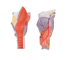 Anatomisch model Strottenhoofd (larynx)