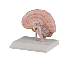 Anatomisch model dwarsdoorsnede van de Hersenen