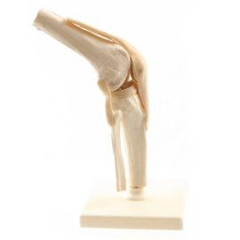 HEINE SCIENTIFIC Anatomisch model knie met ligamenten