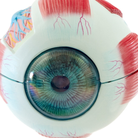 HEINE SCIENTIFIC Anatomisch model oog (6 delig)
