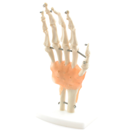 HEINE SCIENTIFIC Anatomisch model hand skelet met ligamenten