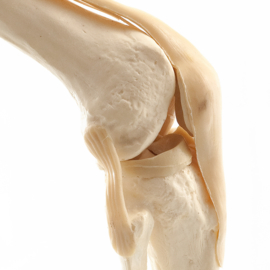 HEINE SCIENTIFIC Anatomisch model knie met ligamenten