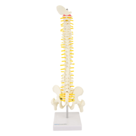 HEINE SCIENTIFIC Anatomisch model wervelkolom / vertebrae