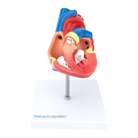 HEINE SCIENTIFIC Anatomisch model hart