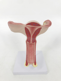Anatomisch model Uterus / Baarmoeder