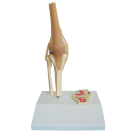 HEINE SCIENTIFIC Anatomisch model knie op ware grootte