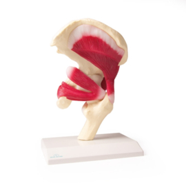 Anatomisch model Heupgewricht met spierweefsel