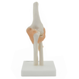 HEINE SCIENTIFIC Anatomisch model elleboog gewricht met ligamenten