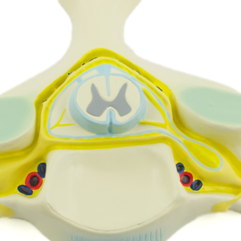 HEINE SCIENTIFIC Anatomisch model nekwervel met ruggenmerg