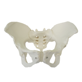 Anatomisch model Bekken (mannelijk)