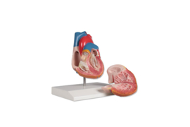 Anatomisch model Hart (2 delen)