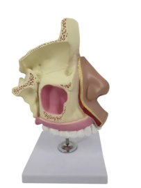 Anatomisch model Neusholte (1 deel)