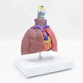 Anatomisch model Longen, hart en larynx