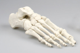 Anatomisch model Voet skelet