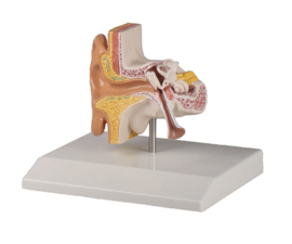 Anatomisch model Oor (1,5x ware grootte)